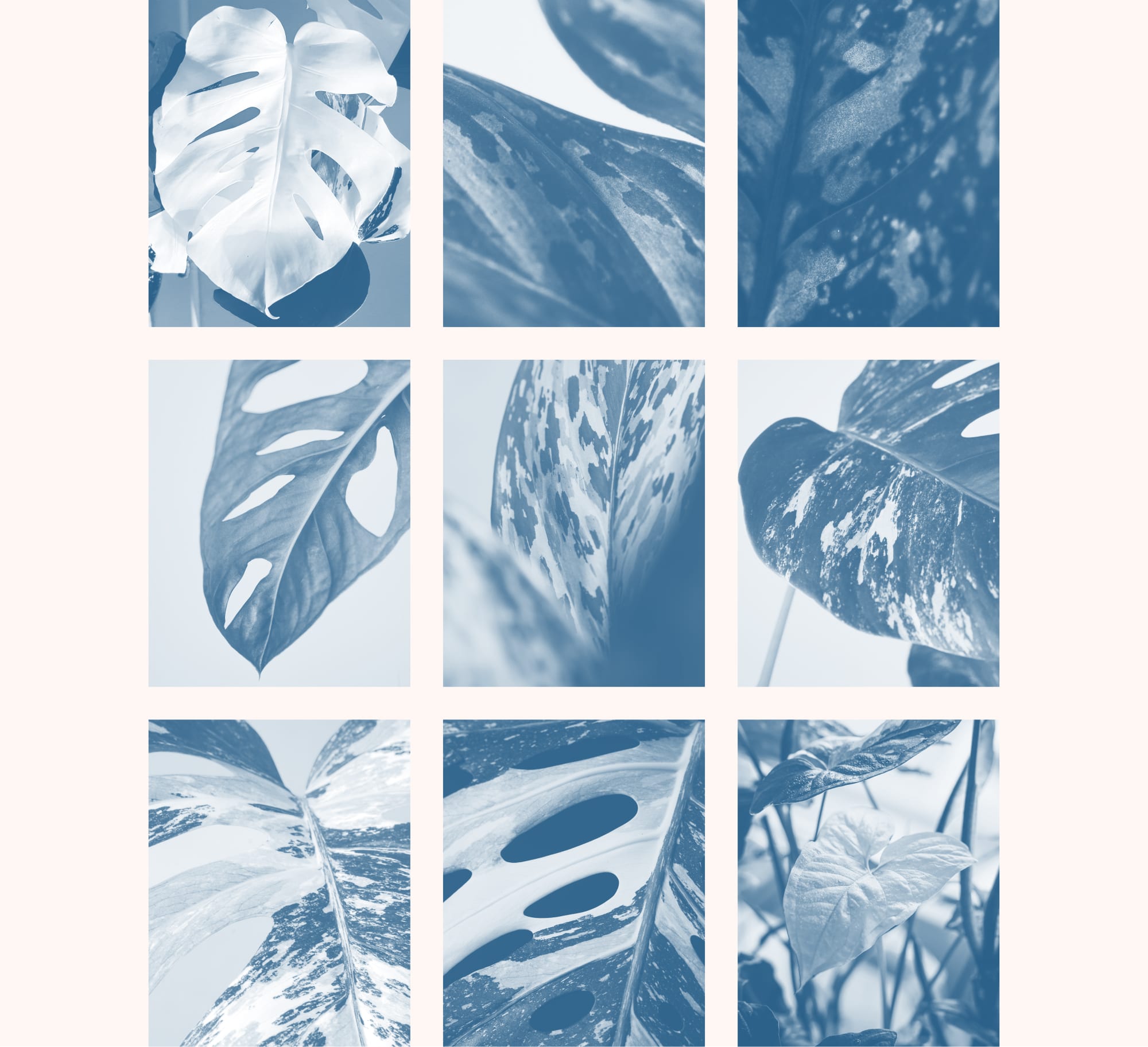 Plantes Rares
